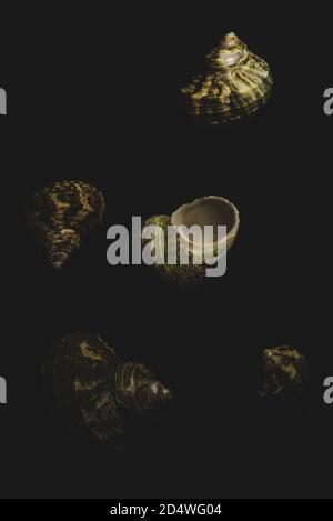 Macro shell Turban primo piano, fuoco selettivo Foto Stock