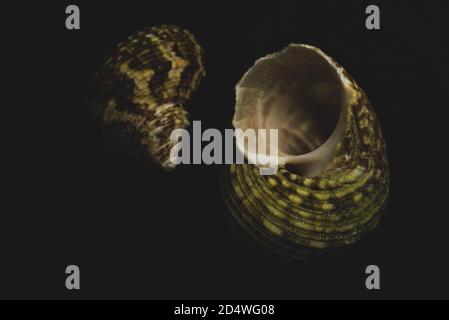 Macro shell Turban primo piano, fuoco selettivo Foto Stock