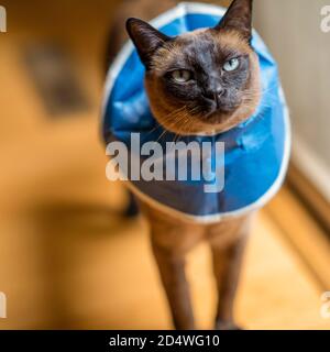 Gatto tokinese con cono di vergogna Foto Stock