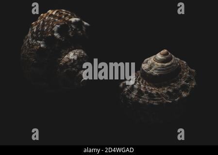 lumaca mare shell macro primo piano fuoco selettivo Foto Stock