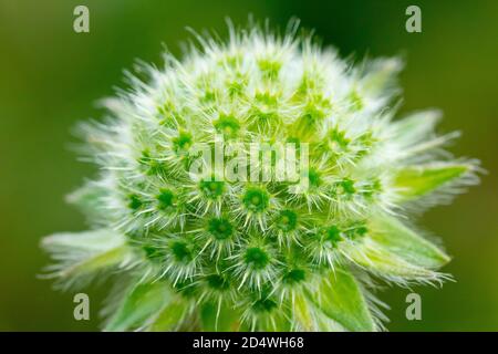 Field Scabious o Gypsy Rose (knautia arvensis), primo piano che mostra il dettaglio di una testa di semina immatura. Foto Stock