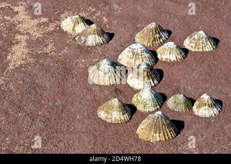 Primo piano di un grappolo di limpets (rotula) attaccato ad una lastra di arenaria rossa dopo che la marea è andata fuori. Foto Stock