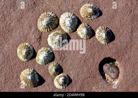 Primo piano di un grappolo di limpets (rotula) attaccato ad una lastra di arenaria rossa dopo che la marea è andata fuori. Foto Stock