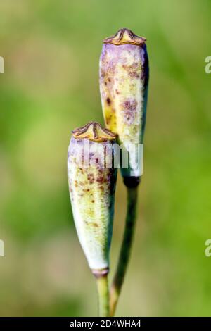 Poppy a testa lunga (papaver dubium), primo piano di due semi intrecciati, isolati contro uno sfondo fuori fuoco. Foto Stock