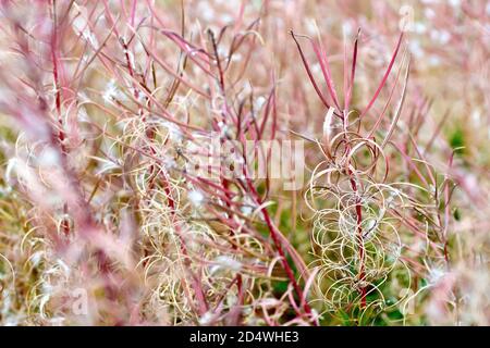 Rosebay Willowwib (epilobium, chamerion o chamaenerion angustifolium), noto anche come Fireweed, in primo piano che mostra la pianta che è andato a seme. Foto Stock