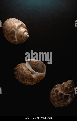 Babylon Snail shell Macro primo piano, fuoco selettivo Foto Stock