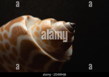 Babylon Snail shell Macro primo piano, fuoco selettivo Foto Stock