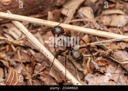 Tappeto nero orientale ANT (Camponotus pennsylvanicus) Foto Stock