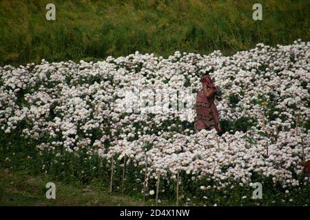 Khirai Midnapore, Bengala Occidentale, India - 11 Ottobre 2020 : una donna contadina che lavora nel campo dei fiori Foto Stock