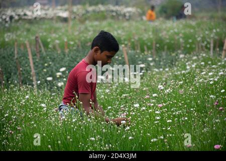 Khirai Midnapore, Bengala Occidentale, India - 11 ottobre 2020 : contadino che lavora nel campo dei fiori e che raccoglie i fiori Foto Stock