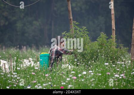 Khirai Midnapore, Bengala Occidentale, India - 11 ottobre 2020 : contadino che lavora nel campo dei fiori e che raccoglie i fiori Foto Stock