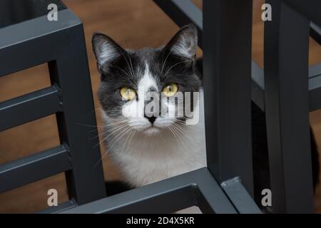 Bel gatto grigio domestico con occhi verdi Foto Stock