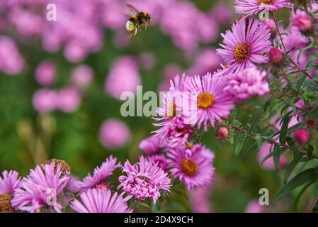 Bumblebee volando verso un fiore viola. Ape bumble atterrando su un astro. Bumblebee volare in un mare di fiori. Foto Stock