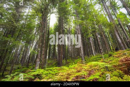 Angolo basso di un paesaggio forestale con luce solare attraverso gli alti pini sempreverdi nelle Ardenne del Belgio. Foto Stock