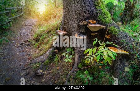 Un gruppo di funghi contro un tronco d'albero di natura belga. Tacchino coda fungo o Trametes Versicolor. Foto Stock