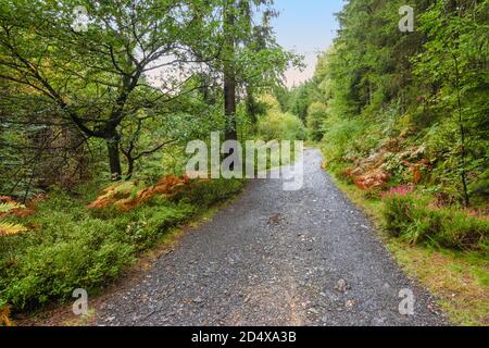 Percorso a piedi attraverso la bella foresta di Malmedy, Ardenne, Belgio. Foto Stock