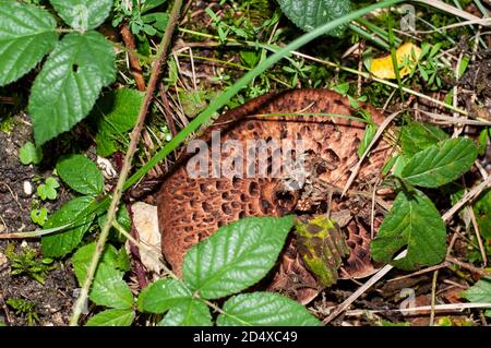 primo piano del cappuccio marrone di un fungo di hedgehog zingolato con scale scure che crescono sul pavimento della foresta Foto Stock