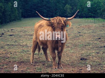 Focus su singola mucca di Highland nel campo di pascolo. Foto Stock