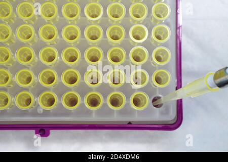 Rack di puntali per pipette con un puntale caricato su una pipettare Foto Stock