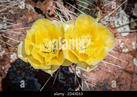 Il cactus di pera di prickly giallo (Opuntia) fiorisce. Fioriscono anche in rosa Foto Stock