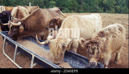 Mucche highland multiple che si nutrano dal trogolo. Foto Stock