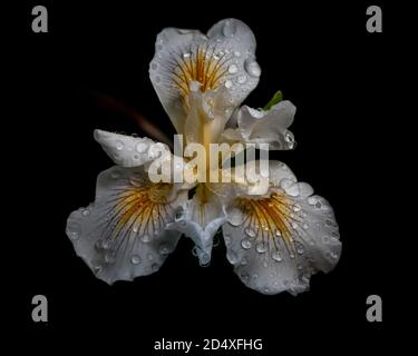 African Iris, Dietes iridioides, su sfondo nero, vista dall'alto, con gocce d'acqua. Questa è una pianta ornamentale della famiglia Iridaceae i fiori ultimi Foto Stock