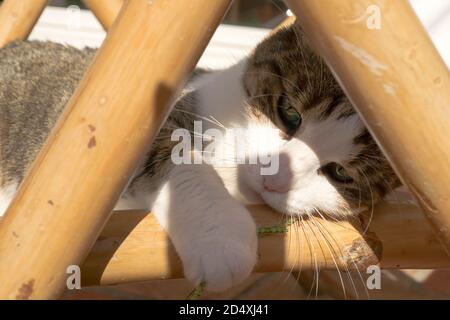 Il gatto con gli occhi verdi che giacciono su una sedia a sdraio cattura una lama di erba con la sua zampa. Foto Stock