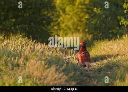 Fagiano a collo d'anello o fagiano comune (Phasianus colchicus) maschio. Foto Stock