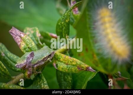 Un giovane Cope's Grey Tree Frog fa il suo modo attraverso la arbustia con un verme vagabondoso in primo piano. Raleigh, Carolina del Nord. Foto Stock