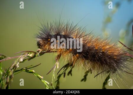 Una Moth di Salt Marsh (Estigmene acrea) striscia su uno sprig di dogfinnel. Raleigh, Carolina del Nord. Foto Stock