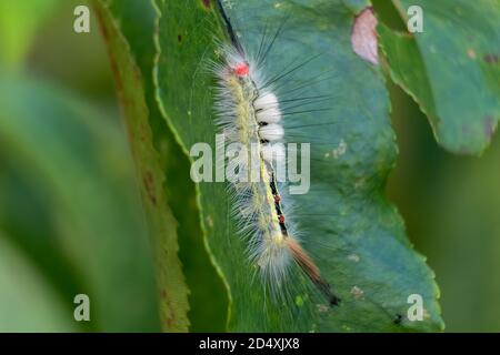 Questa bella Tussock Moth (Orgia Leucostigma) con la scritta bianca appare morbida e sfocata, ma può escreto il veleno attraverso le sue spine. Foto Stock