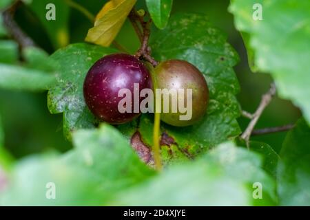 Un paio di Muscadine (Vitis rotundifolia). Raliegh, Carolina del Nord. Foto Stock