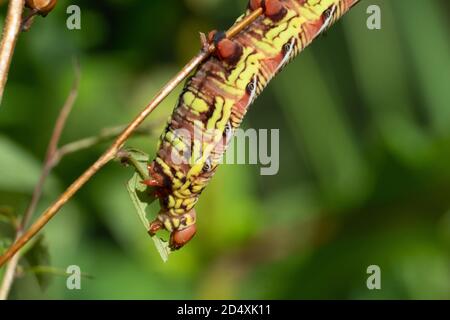 Un primo piano di un bruco Sphinx (Eumorfa fasciatus). Raleigh, Carolina del Nord. Foto Stock