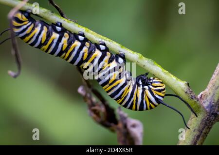 Un monarca in groppa caterpillar lo fa strada giù un gambo di munga. Raleigh, Carolina del Nord. Foto Stock