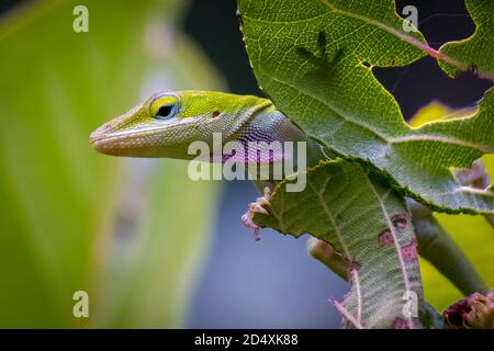 Anole verde (Anolis carolinensis) con l'ombra del piede vista attraverso la foglia traslucente. Raleigh, Carolina del Nord. Foto Stock