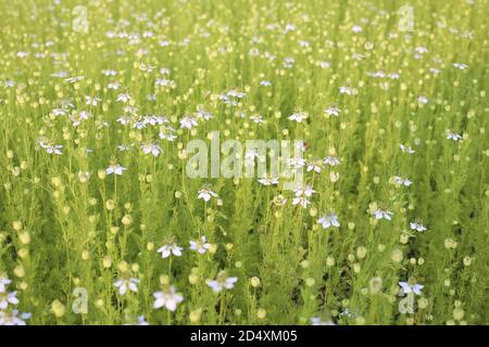 Cumino verde nero che cresce sul campo con fiori Foto Stock