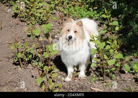 Bel cane bianco e marrone cavapoo in piedi nel giardino Foto Stock