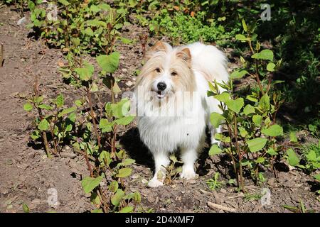 Bel cane bianco e marrone cavapoo in piedi nel giardino Foto Stock