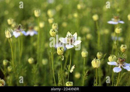 Cumino verde nero che cresce sul campo con fiori Foto Stock