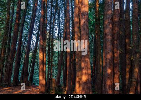 Redwood Forest Landscape nella bella California del Nord. Mount Madonna County Park vicino a Gilroy, California Foto Stock