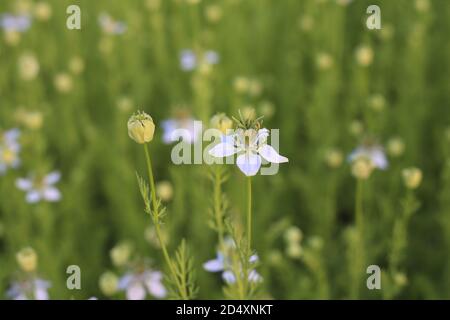 Cumino verde nero che cresce sul campo con fiori Foto Stock