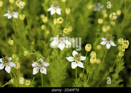 Cumino verde nero che cresce sul campo con fiori Foto Stock