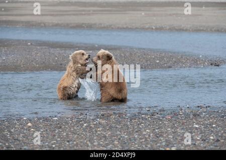 Orso bruno dell'Alaska, Parco Nazionale del Lago Clark Foto Stock