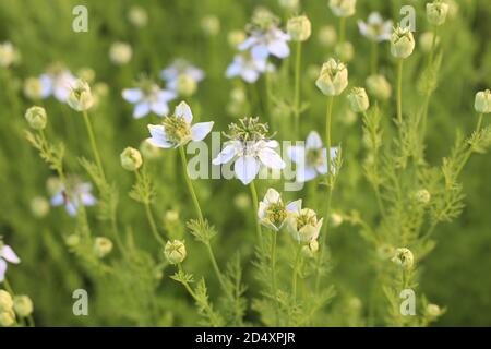 Cumino verde nero che cresce sul campo con fiori Foto Stock