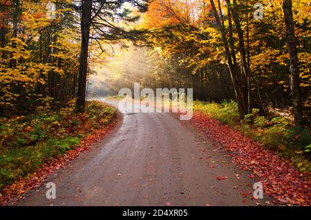 Misty luce pomeridiana che si palla attraverso il sentiero degli alberi Foto Stock