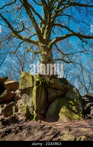 Grande albero che cresce da un masso di pietra gritstone allo spettacolare affioramento alto a Black Rocks, vicino Cromford, Derbyshire. Foto Stock
