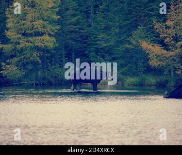 Moose Wading in Sandy Pond, Baxter state Park Maine durante il foggy Fall Day. Foto Stock