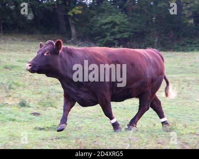 Primo piano di una corsa Red poll Cattle Bos taurus all'inizio del mattino autunnale Riddlesdown Surrey Inghilterra Regno Unito Foto Stock