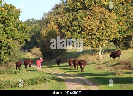 Red poll Cattle Bos taurus passando per due camminatori Riddlesdown Surrey Inghilterra Regno Unito Foto Stock