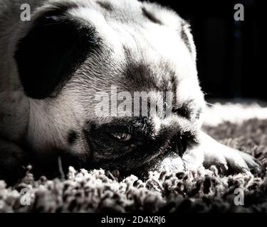 Closeup femminile del cane del pug sull'espressione del viso, cute adulto Canis lupus familiaris a casa in nero e bianco colori che si posa sul morbido tappeto, bello Foto Stock
